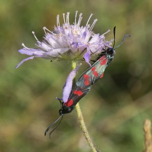 Zygaena filipendulae (Linnaeus, 1758) Sechsfleck-Widderchen