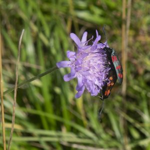 Zygaena filipendulae (Linnaeus, 1758) Sechsfleck-Widderchen