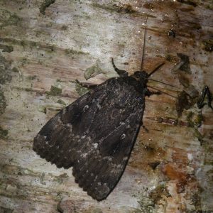 Amphipyra pyramidea / berbera (Linnaeus, 1758 / Rungs, 1949) Pyramideneule / Svenssons Pyramideneule