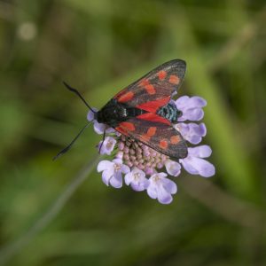 Zygaena filipendulae (Linnaeus, 1758) Sechsfleck-Widderchen