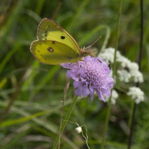 Colias alfacariensis (Ribbe, 1905) / hyale (Linnaeus, 1758), Gelbling