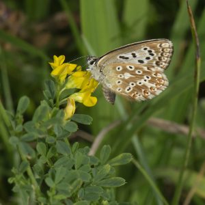Lysandra coridon (Poda, 1761) Silbergrüner Bläuling, Coridon-Bläuling