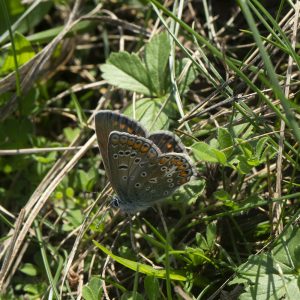 Aricia agestis (Denis & Schiffermüller, 1775) Kleiner Sonnenröschen-Bläuling