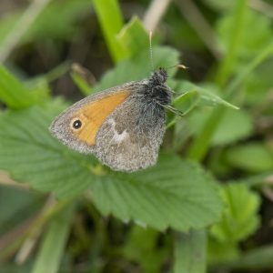 Aricia agestis (Denis & Schiffermüller, 1775) Kleiner Sonnenröschen-Bläuling