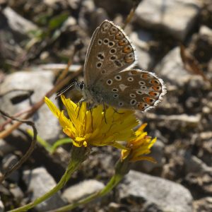 Lysandra bellargus (Rottemburg, 1775) Himmelblauer Bläuling