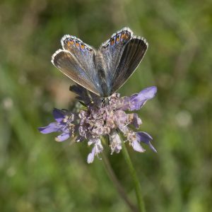 Lysandra bellargus (Rottemburg, 1775) Himmelblauer Bläuling