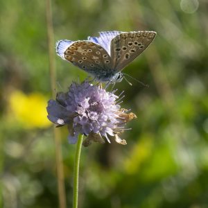 Lysandra bellargus (Rottemburg, 1775) Himmelblauer Bläuling