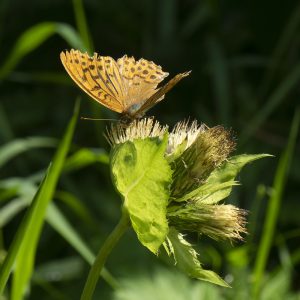 Argynnis paphia (Linnaeus, 1758) Kaisermantel, Silberstrich