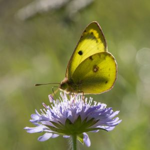 Colias alfacariensis (Ribbe, 1905) / hyale (Linnaeus, 1758), Gelbling