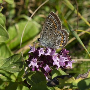 Polyommatus icarus (Rottemburg, 1775) Hauhechel-Bläuling