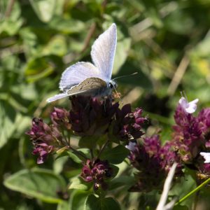 Polyommatus icarus (Rottemburg, 1775) Hauhechel-Bläuling