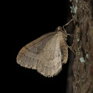 Operophtera brumata (Linnaeus, 1758) Kleiner Frostspanner