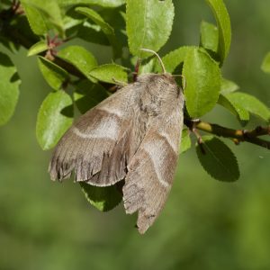 Macrothylacia rubi (Linnaeus, 1758) Brombeerspinner