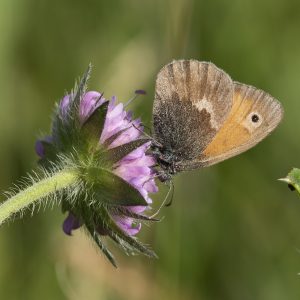 Coenonympha pamphilus (Linnaeus, 1758) Kleines Wiesenvögelchen