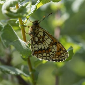 Melitaea athalia (Rottemburg, 1775) Wachtelweizen-Scheckenfalter, Gemeiner Scheckenfalter