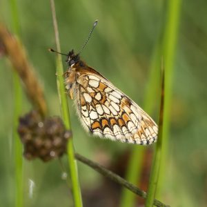 Melitaea athalia (Rottemburg, 1775) Wachtelweizen-Scheckenfalter, Gemeiner Scheckenfalter