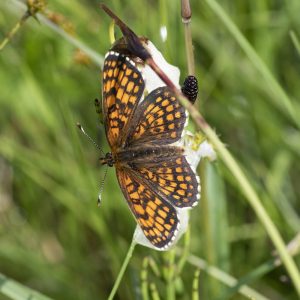 Melitaea athalia (Rottemburg, 1775) Wachtelweizen-Scheckenfalter, Gemeiner Scheckenfalter