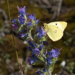 Colias alfacariensis (Ribbe, 1905) / hyale (Linnaeus, 1758), Hufeisenklee-Gelbling / Weißklee-Gelbling, Goldene Acht