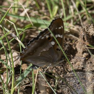 Apatura ilia (Denis & Schiffermüller, 1775) Kleiner Schillerfalter