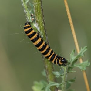 Tyria jacobaeae (Linnaeus, 1758) Jakobskrautbär