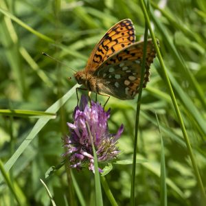 Speyeria aglaja (Linnaeus, 1758) Großer Perlmuttfalter