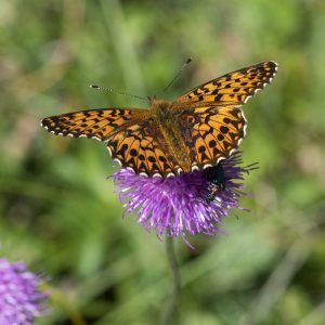 Boloria titania (Esper, 1781) Natterwurz-Perlmuttfalter