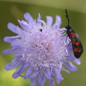 Zygaena filipendulae (Linnaeus, 1758) Sechsfleck-Widderchen