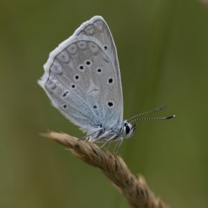 Polyommatus daphnis (Denis & Schiffermüller, 1775) Zahnflügel-Bläuling