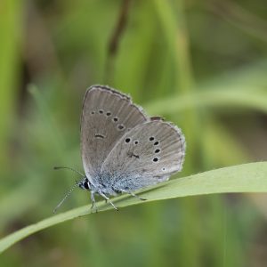 Cyaniris semiargus (Rottemburg, 1775) Rotklee-Bläuling