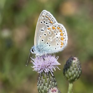 Polyommatus icarus (Rottemburg, 1775) Hauhechel-Bläuling