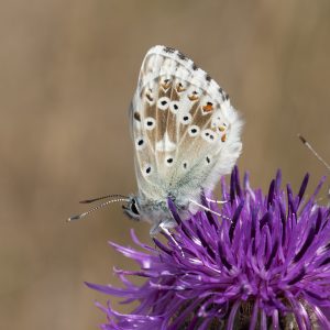 Lysandra coridon (Poda, 1761) Silbergrüner Bläuling, Coridon-Bläuling