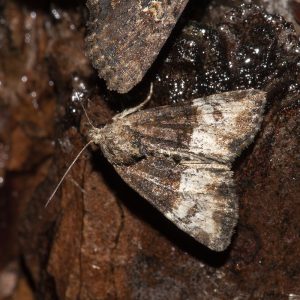 Mesoligia furuncula (Denis & Schiffermüller, 1775) Trockenrasen-Halmeulchen