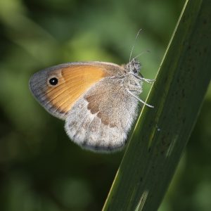 Coenonympha pamphilus (Linnaeus, 1758) Kleines Wiesenvögelchen