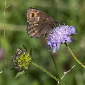 Erebia euryale (Esper, 1805) Weißbindiger Bergwald-Mohrenfalter