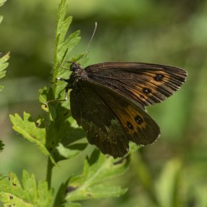 Erebia euryale (Esper, 1805) Weißbindiger Bergwald-Mohrenfalter