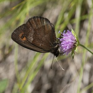 Erebia aethiops (Esper, 1777) Graubindiger Mohrenfalter