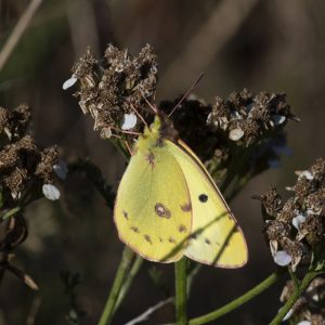 Colias alfacariensis (Ribbe, 1905) / hyale (Linnaeus, 1758), Hufeisenklee-Gelbling / Weißklee-Gelbling, Goldene Acht