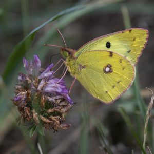 Colias alfacariensis (Ribbe, 1905) / hyale (Linnaeus, 1758), Hufeisenklee-Gelbling / Weißklee-Gelbling, Goldene Acht