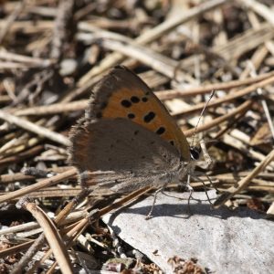 Lycaena phlaeas (Linnaeus, 1761) Kleiner Feuerfalter