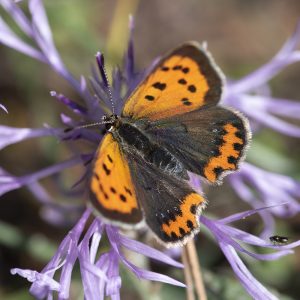 Lycaena phlaeas (Linnaeus, 1761) Kleiner Feuerfalter