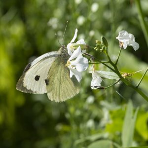 Pieris brassicae (Linnaeus, 1758) Großer Kohlweißling