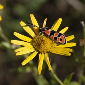 Zygaena fausta (Linnaeus, 1767) Bergkronwicken-Widderchen