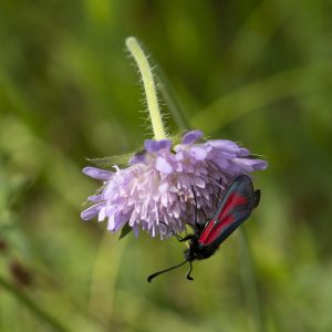 Zygaena minos (Denis & Schiffermüller, 1775) Bibernell-Widderchen / Zygaena purpuralis (Brünnich, 1763) Thymian-Widderchen