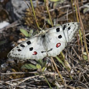 Parnassius apollo (Linnaeus, 1758) Roter Apollo