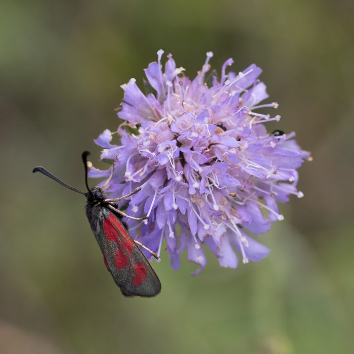 Zygaena loti (Denis & Schiffermüller, 1775) Beilfleck-Widderchen