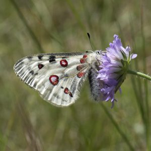 Parnassius apollo (Linnaeus, 1758) Roter Apollo