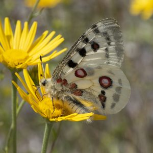 Parnassius apollo (Linnaeus, 1758) Roter Apollo