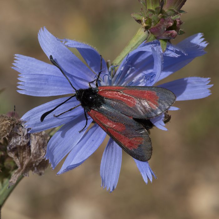 Zygaena minos (Denis & Schiffermüller, 1775) Bibernell-Widderchen / Zygaena purpuralis (Brünnich, 1763) Thymian-Widderchen