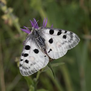 Parnassius apollo (Linnaeus, 1758) Roter Apollo