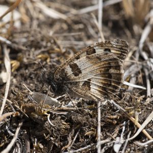 Chazara briseis (Linnaeus, 1764) Berghexe, Steppenpförtner